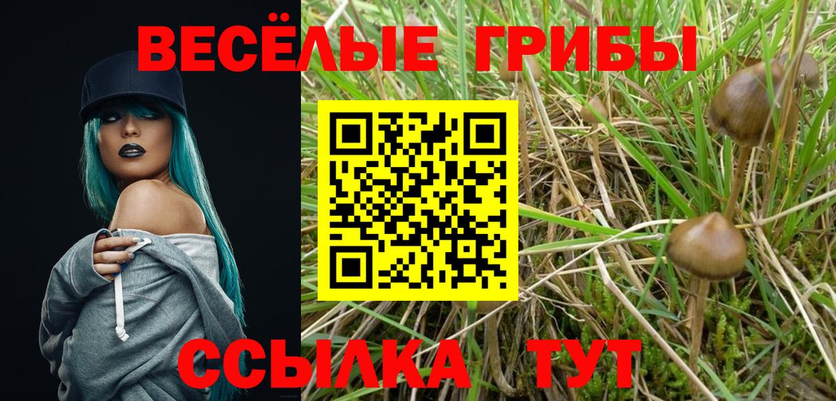 Галлюциногенные грибы Psilocybe Павлово